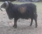 ram 30 kg