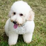 Maltipoo teefje Josie zoekt haar gouden mandje, Dieren en Toebehoren, Honden | Chihuahua's en Gezelschapshonden, 15 weken tot 1 jaar