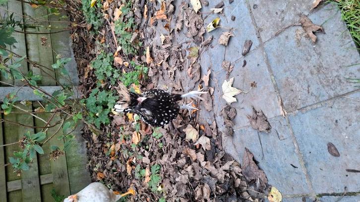 5 Jonge padua kuifhoender kippen hanen, Dieren en Toebehoren, Pluimvee