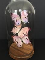 Vlucht van 3 exotische vlinders Protogoniomorpha Parhassus, Ophalen of Verzenden