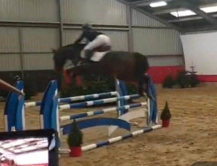 Chique 7.5 jarig springpaard met wedstrijdervaring, Dieren en Toebehoren, Paarden, Merrie, B, 160 tot 165 cm, 7 tot 10 jaar, Springpaard