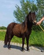 Smookyblack 2 jarige stamboek merrie, Merrie, 0 tot 2 jaar, Gechipt, A pony (tot 1.17m)