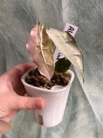 Alocasia Polly Pink variegata, Huis en Inrichting, Overige soorten, Minder dan 100 cm, Groene kamerplant, Halfschaduw