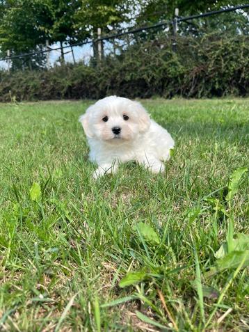 Chiots maltais nés avec nous, Bichon maltais, Plusieurs, Parvovirose, Belgique