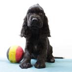 Engelse Cocker - Belgische pups te koop, België, CDV (hondenziekte), 8 tot 15 weken, Meerdere