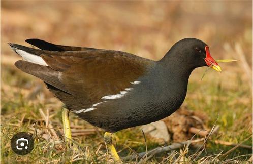 Zwarte waterhoen, Dieren en Toebehoren, Pluimvee, Overige soorten, Meerdere dieren