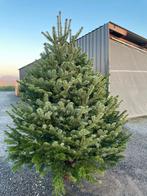 Kerstbomen: Nordmann,  fijnspar/ blauwspar, Ophalen, Overige soorten, Struik, 100 tot 250 cm
