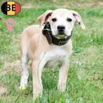 Boerboel - machtige pups te koop (Belgisch), Dieren en Toebehoren, België, CDV (hondenziekte), 8 tot 15 weken, Meerdere