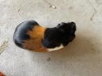 Cavia zeugje, Dieren en Toebehoren, Knaagdieren, Vrouwelijk, Cavia, Tam
