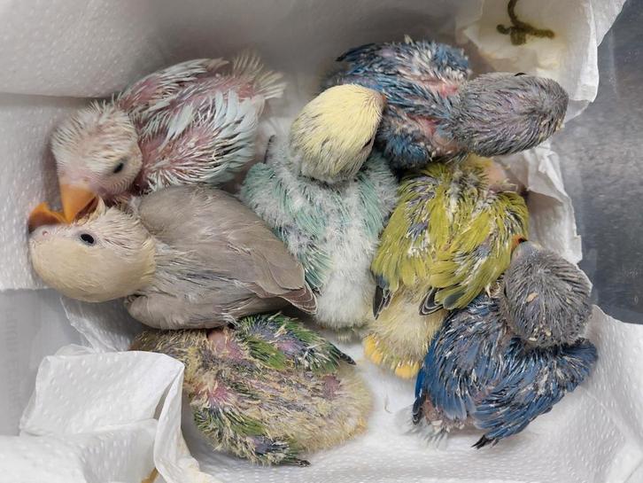 Dwergpapegaai/ rosecollie babys handtam, Dieren en Toebehoren, Vogels | Parkieten en Papegaaien