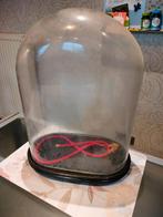 Antieke glazen stolp, Enlèvement