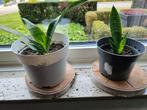 Mooie sanseveria plantjes, Ophalen