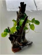 anubias op hout 15 cm, Nieuw, Plant(en), Steen of Hout, Ophalen of Verzenden