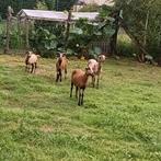 Jonge Kameroen bokken en ooien, Dieren en Toebehoren, Schapen, Geiten en Varkens