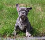 Schitterende/gezonde Franse Bulldog pups - 8 weken -, Dieren en Toebehoren, Honden | Bulldogs, Pinschers en Molossers, België