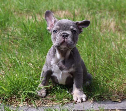 Schitterende/gezonde Franse Bulldog pups - 8 weken -, Dieren en Toebehoren, Honden | Bulldogs, Pinschers en Molossers, Meerdere dieren