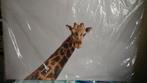 Fotocanvas met giraffe bedrukt 120*80 cm, Huis en Inrichting, Ophalen, Oorspronkelijke maker, 100 tot 125 cm, 75 cm of meer