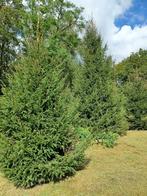 Kerstbomen Picea abies en omorika 4 tot 7 meter, Tuin en Terras, Ophalen, 400 cm of meer