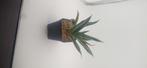 Agave potatorum 'Cubic', Huis en Inrichting, Kamerplanten, Vetplant, Ophalen of Verzenden, Minder dan 100 cm, Volle zon