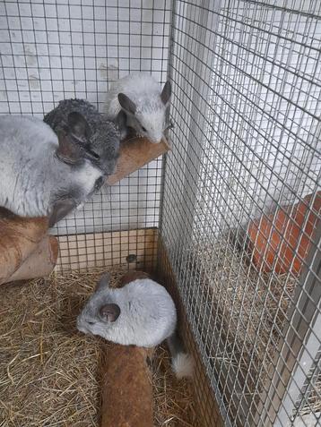 Jonge chinchilla's disponible aux enchères