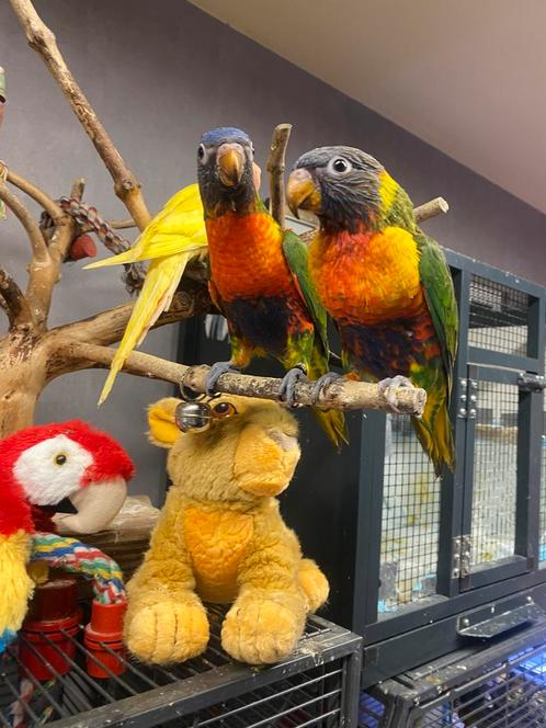 Super handtamme mannelijke lori's 2025 met DNA, Dieren en Toebehoren, Vogels | Parkieten en Papegaaien, Papegaai, Mannelijk, Pratend