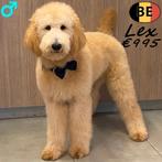 Arthur & Lex - Magnifiques Caniches Royal (mâles), Animaux & Accessoires, Chiens | Chihuahuas & Chiens de compagnie, 15 semaines à 1 an