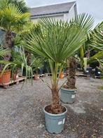 Palmboom Trachycarpus Fortunei, Ophalen, Halfschaduw, Palmboom