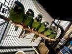Ara Maracana, Dieren en Toebehoren