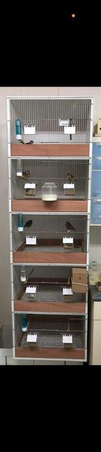 Kweekkooien, Dieren en Toebehoren, Ophalen, Zo goed als nieuw