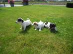 Jack Russel pups, Dieren en Toebehoren, Honden | Jack Russells en Terriërs, België, Jack Russell Terriër, CDV (hondenziekte), 8 tot 15 weken