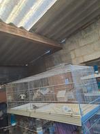 Cage de vol, Animaux & Accessoires, Enlèvement, Cage d'élevage