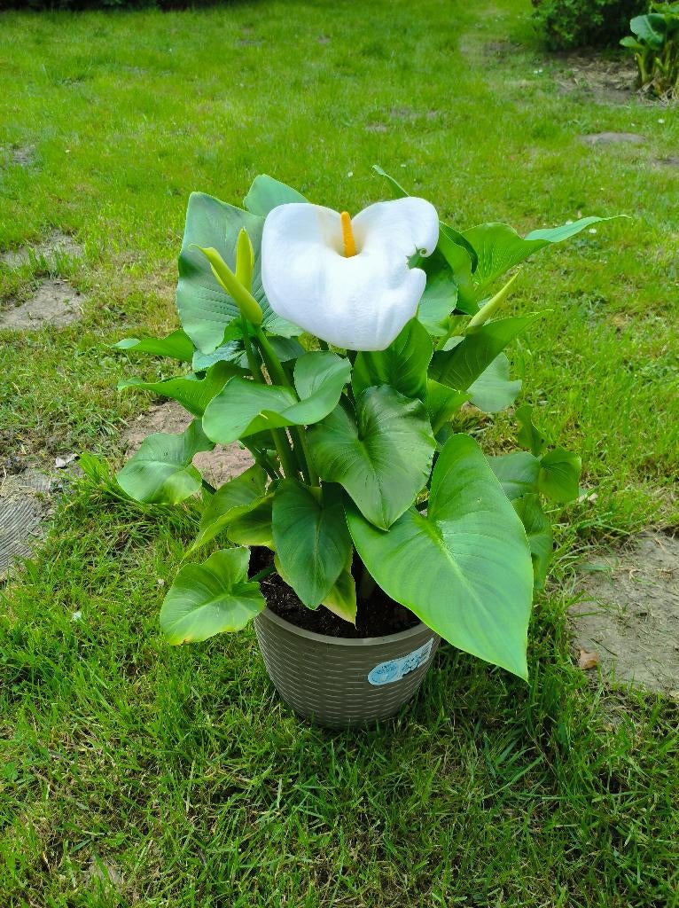 Aronskelk, Jardin & Terrasse, Plantes | Jardin, Enlèvement, Autres espèces