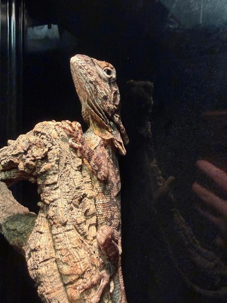 Tamme kraaghagedis + complete Habitat set (90x60x45), Animaux & Accessoires, Reptiles & Amphibiens, Lézard, 3 à 6 ans, Avec terrarium