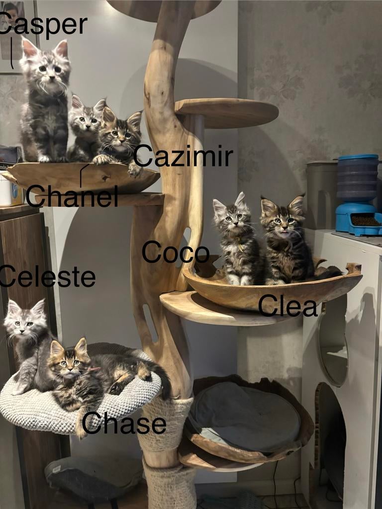 Maine Coon lady 🌺Chanel🌺, Dieren en Toebehoren, Katten en Kittens | Dekkaters, 0 tot 2 jaar