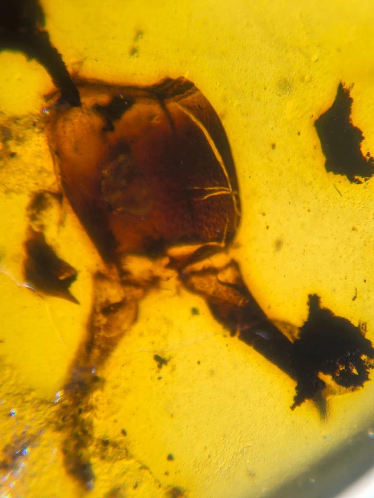 Mooi groot Birmees Amber (F2) met insluiting van onbekend in, Verzenden, Fossiel