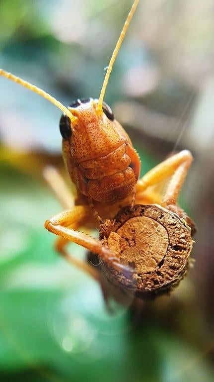 Gardiennage de criquets. De, Mars