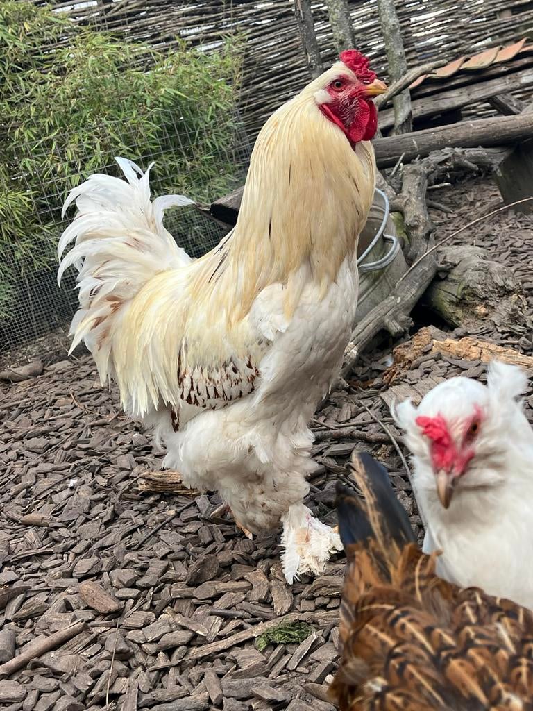 Brahma, Dieren en Toebehoren, Pluimvee