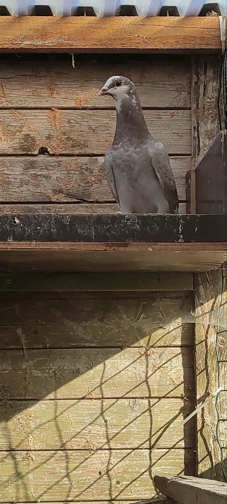 Jonge duif, Dieren en Toebehoren, Vogels | Duiven