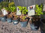 Hydrangea Macrophylla 'Little White', Tuin en Terras, Planten | Tuinplanten, Ophalen