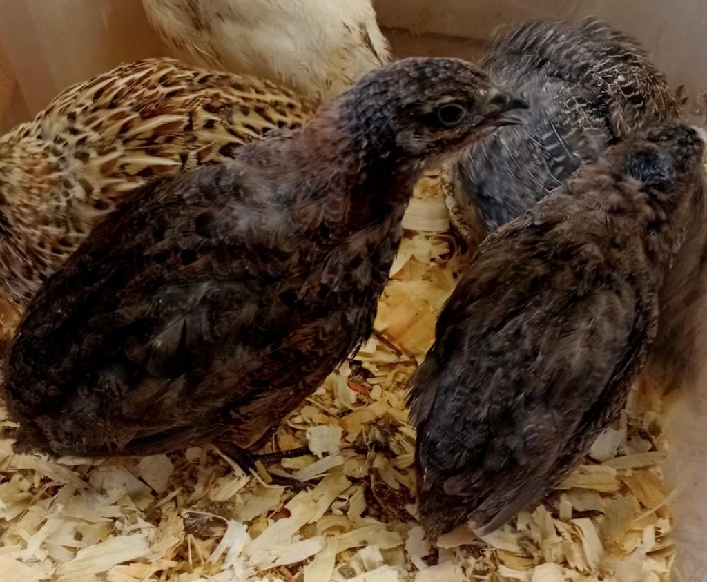 Japanse kwartels ZWART