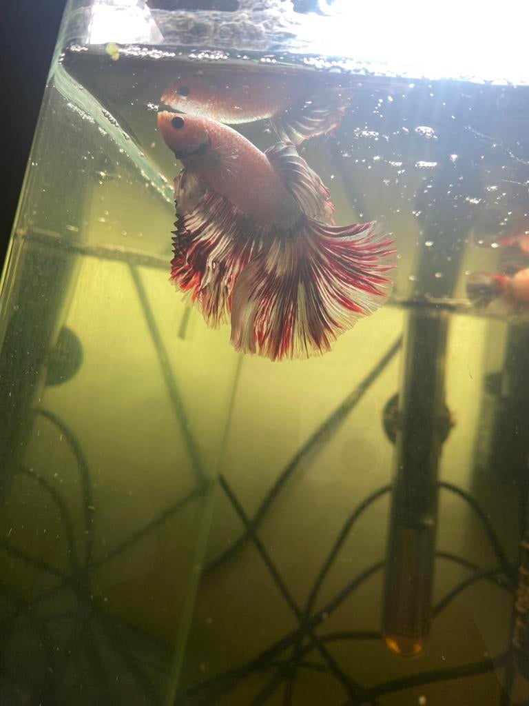 zeldzame halfmoon betta, Animaux & Accessoires, Poisson, Poisson d'eau douce