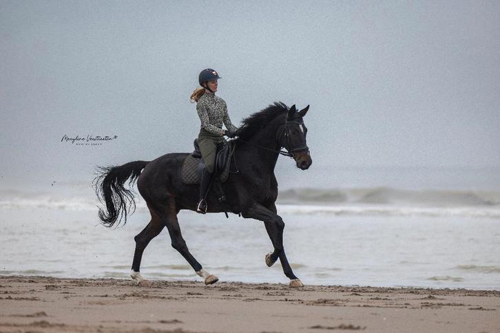 Dressuurles en grondwerklessen aangeboden, Animaux & Accessoires, Chevaux & Poneys | Autres trucs de cheval, Neuf, Dressage, Enlèvement