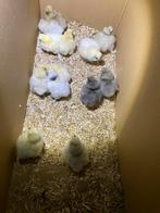 Eendagskuikens USA zijdehoender, Dieren en Toebehoren