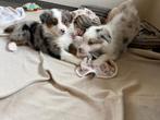 Knappe Australische herder pups, Dieren en Toebehoren, Parvo, België, 8 tot 15 weken, Meerdere