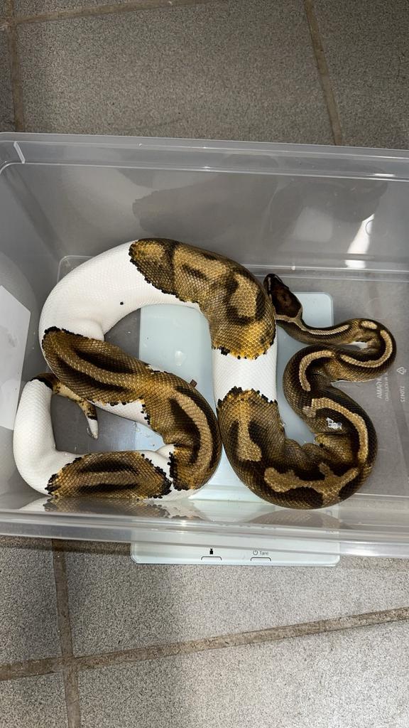 Ballpythons, Dieren en Toebehoren, Reptielen en Amfibieën