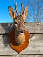 Hertenkopje opgezette, Enlèvement