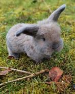 Franse hangoor konijn, Oreilles tombantes