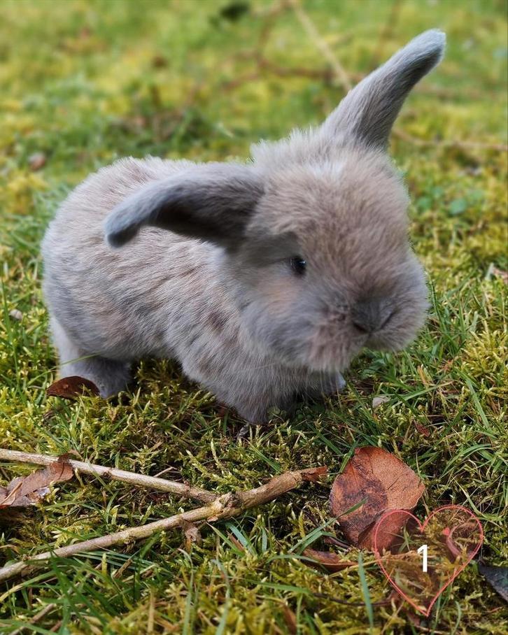 Franse hangoor konijn, Dieren en Toebehoren, Konijnen, Hangoor