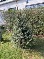 Dennenboom met wortel, Ophalen