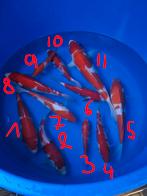 Kohaku à partir de 45 euros, Animaux & Accessoires